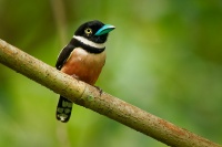 Lobos zlutocerny - Eurylaimus ochromalus - Black-and-yellow Broadbill o7177